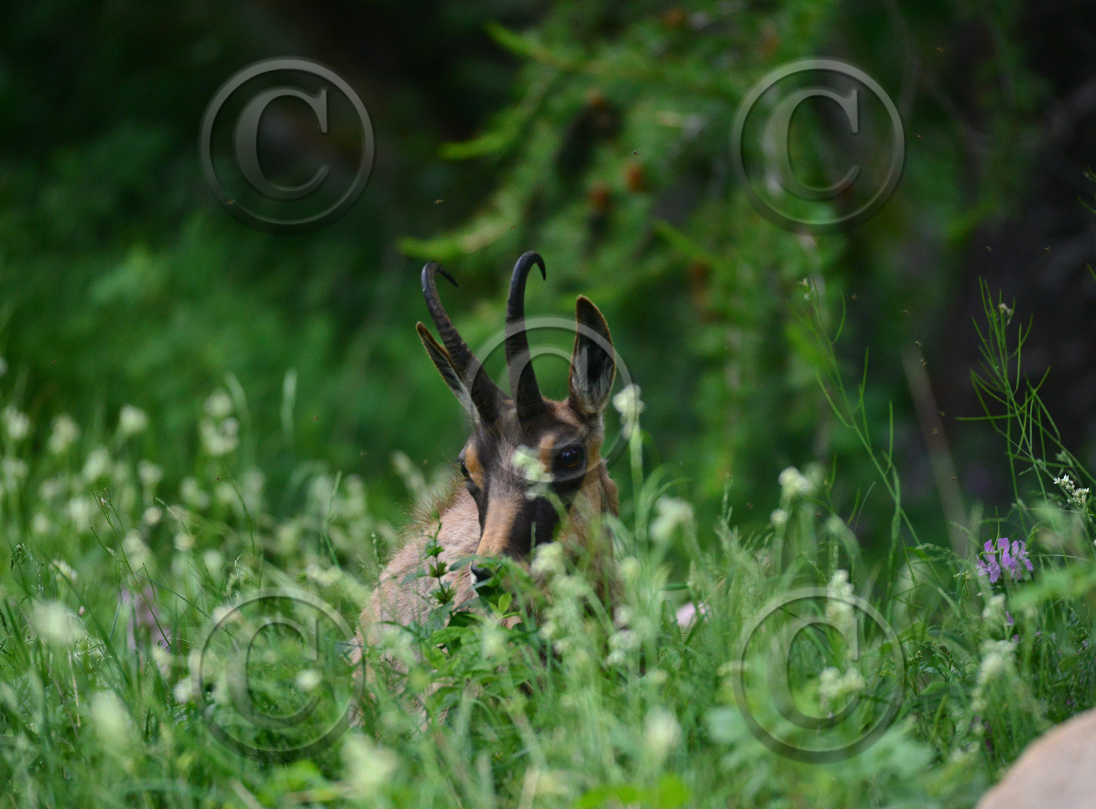 FAUNE & ANIMAUX