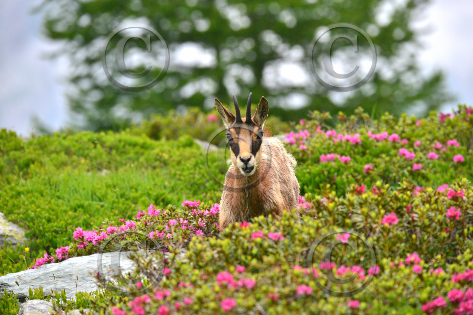 FAUNE & ANIMAUX