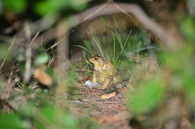 MISE A  JOUR  en cours