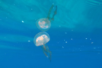 meduse