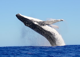 MISE A  JOUR  en cours