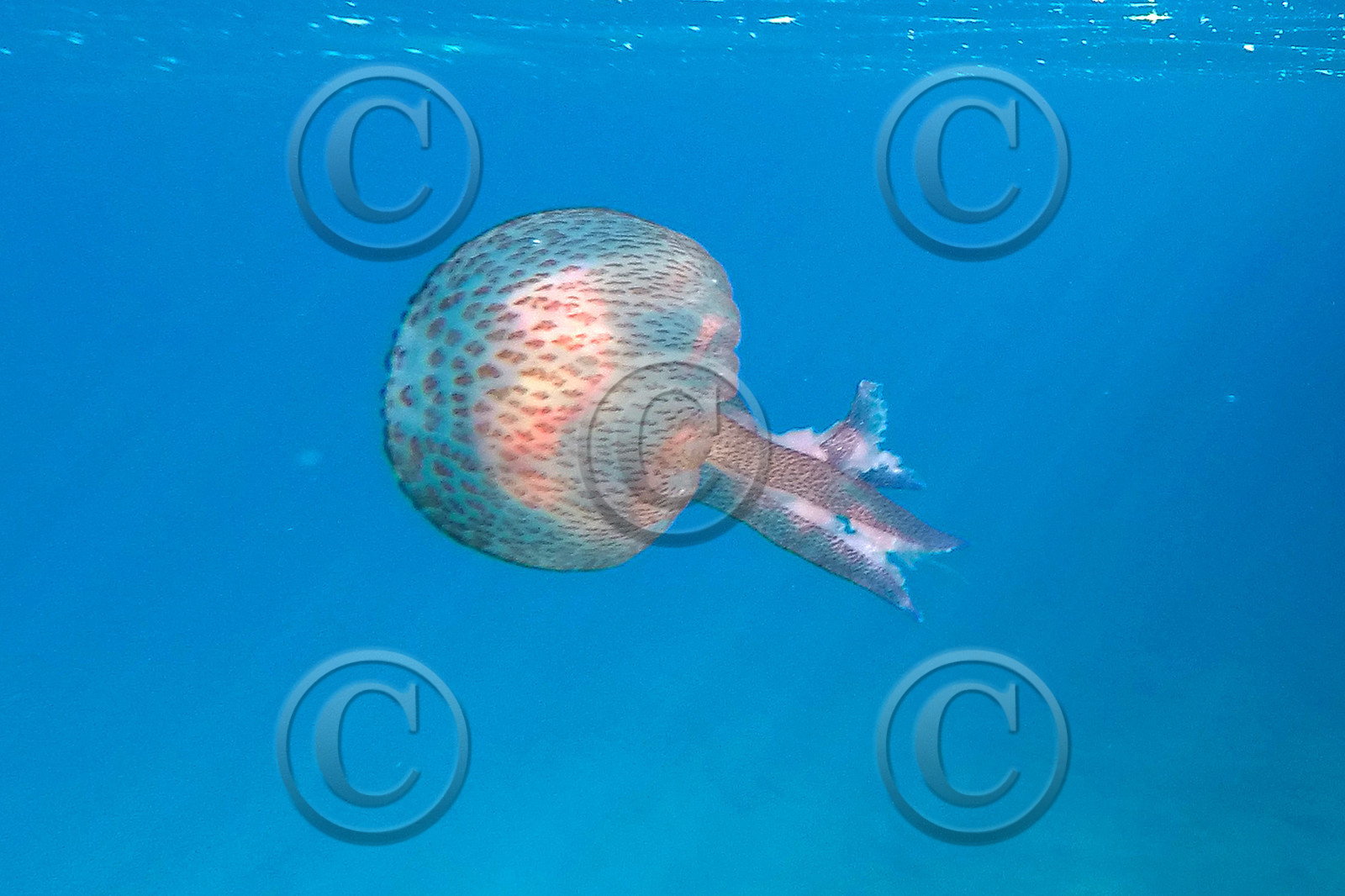 meduse