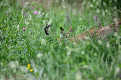 FAUNE & ANIMAUX