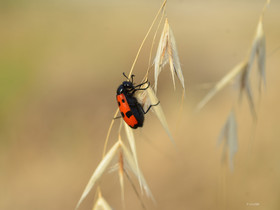 MISE A  JOUR  en cours