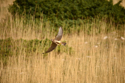 ventout-faune-2840.jpg