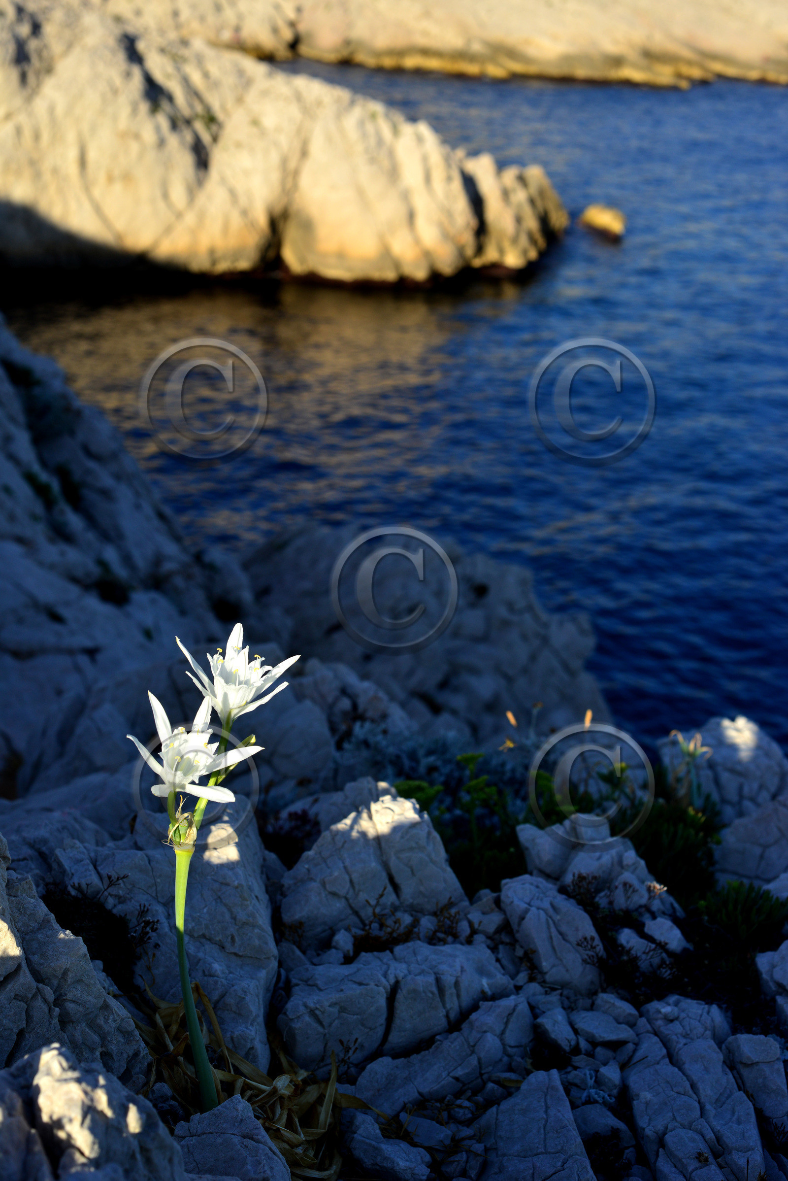Iis des calanques