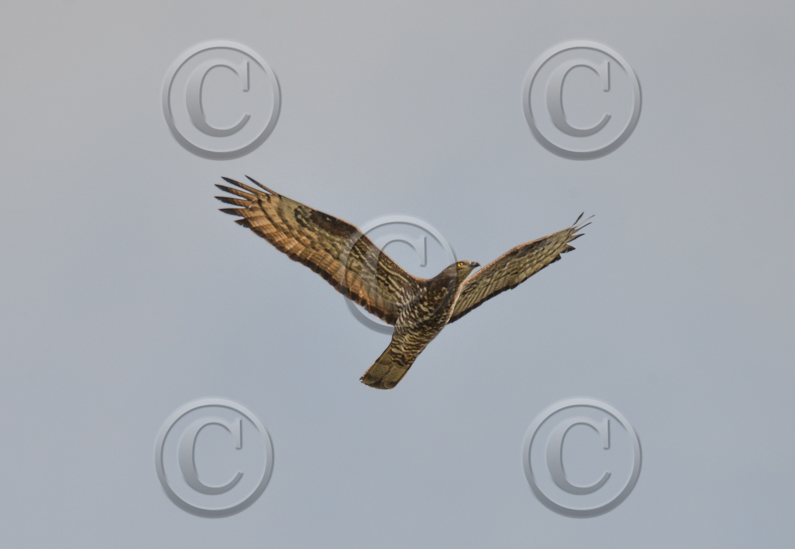 faune calanques