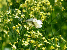 MISE A  JOUR  en cours