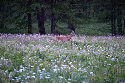 faune animaux montagne haute alpes ,queyras, mercantour,alpes de haute provence,alpes maritime