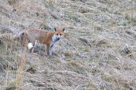 MISE A  JOUR  en cours