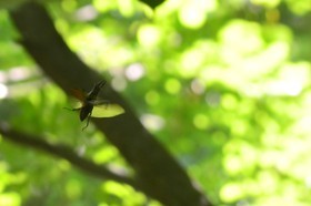 MISE A  JOUR  en cours