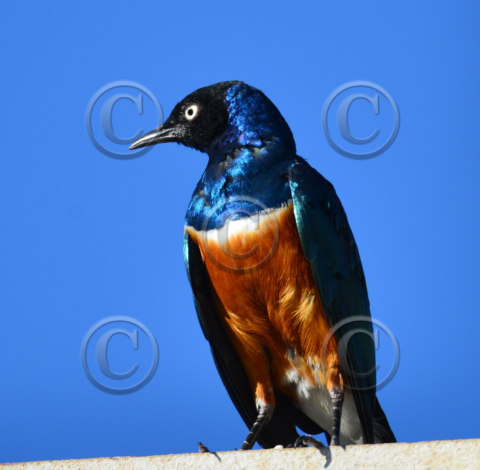site-faune-calanque-oiseau-6449-1.jpg