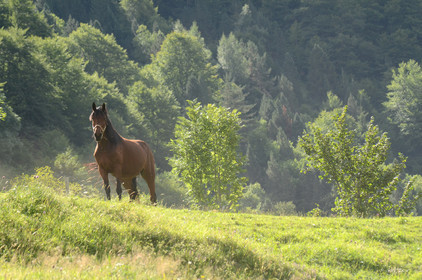 faune animaux montagne haute alpes ,queyras, mercantour,alpes de haute provence,alpes maritime
