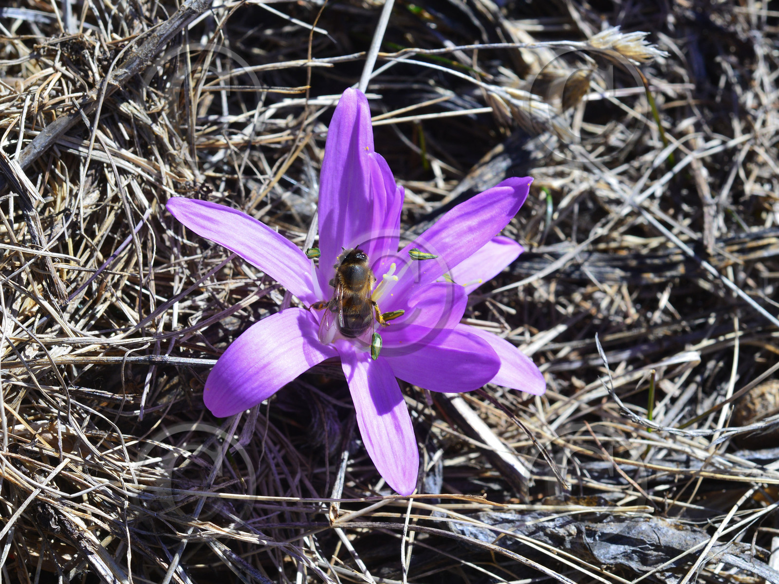 abeille-haute-alpes-de-provence-bouquetin-205.jpg