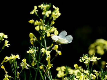 ref-faune-calanque-insecte-papillon-calanque-239.jpg