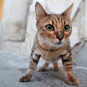 ref-portrait-bengal-chat-t-dsc_1129-copie.jpg