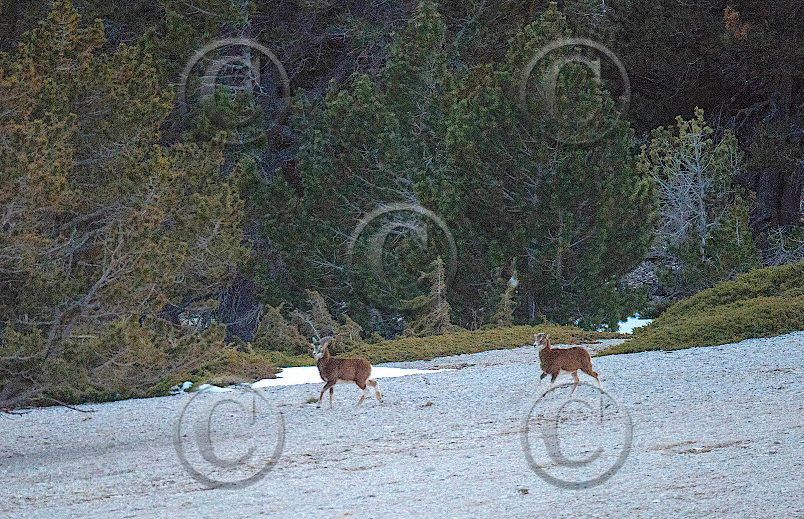 MOUFLONS  VENTOUX