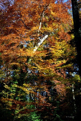 Photo de la sainte baume
