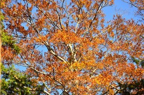 Photo de la sainte baume