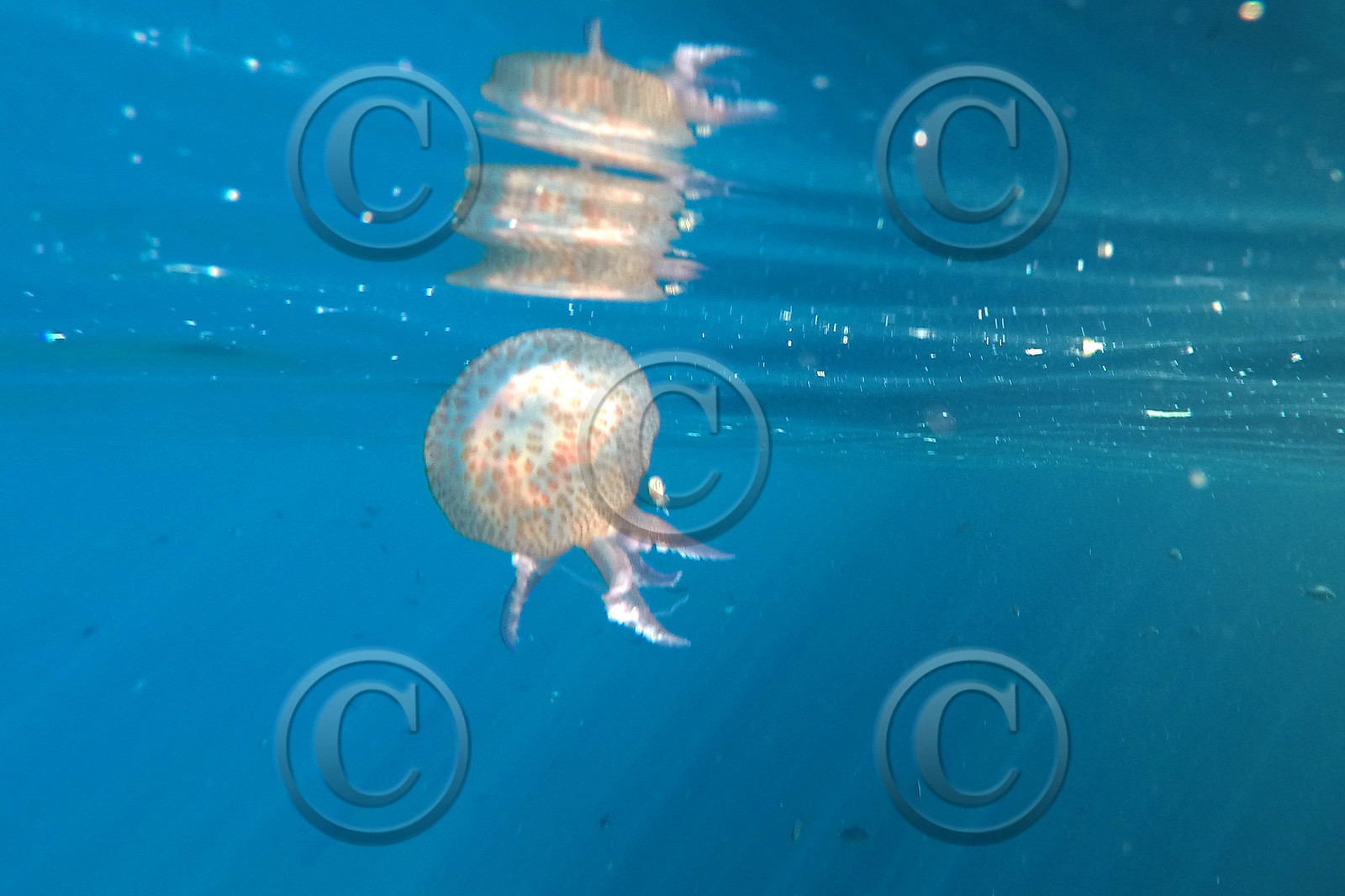 meduse