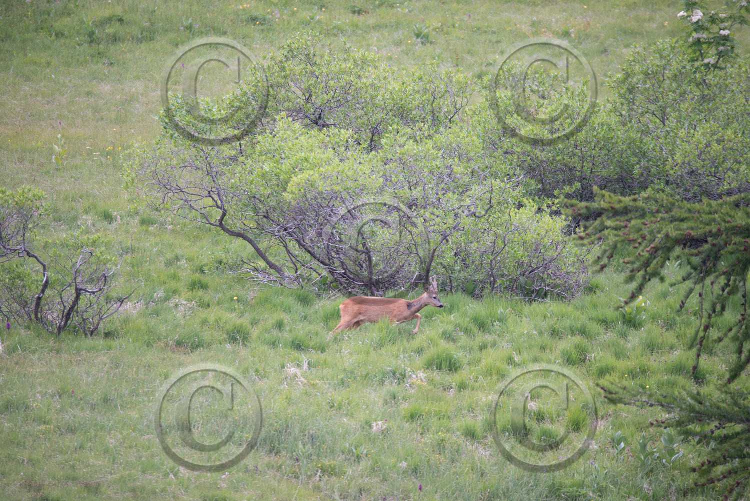 montagne haute alpes ,queyras, mercantour,alpes de haute provence,alpes maritime