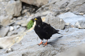 MISE A  JOUR  en cours