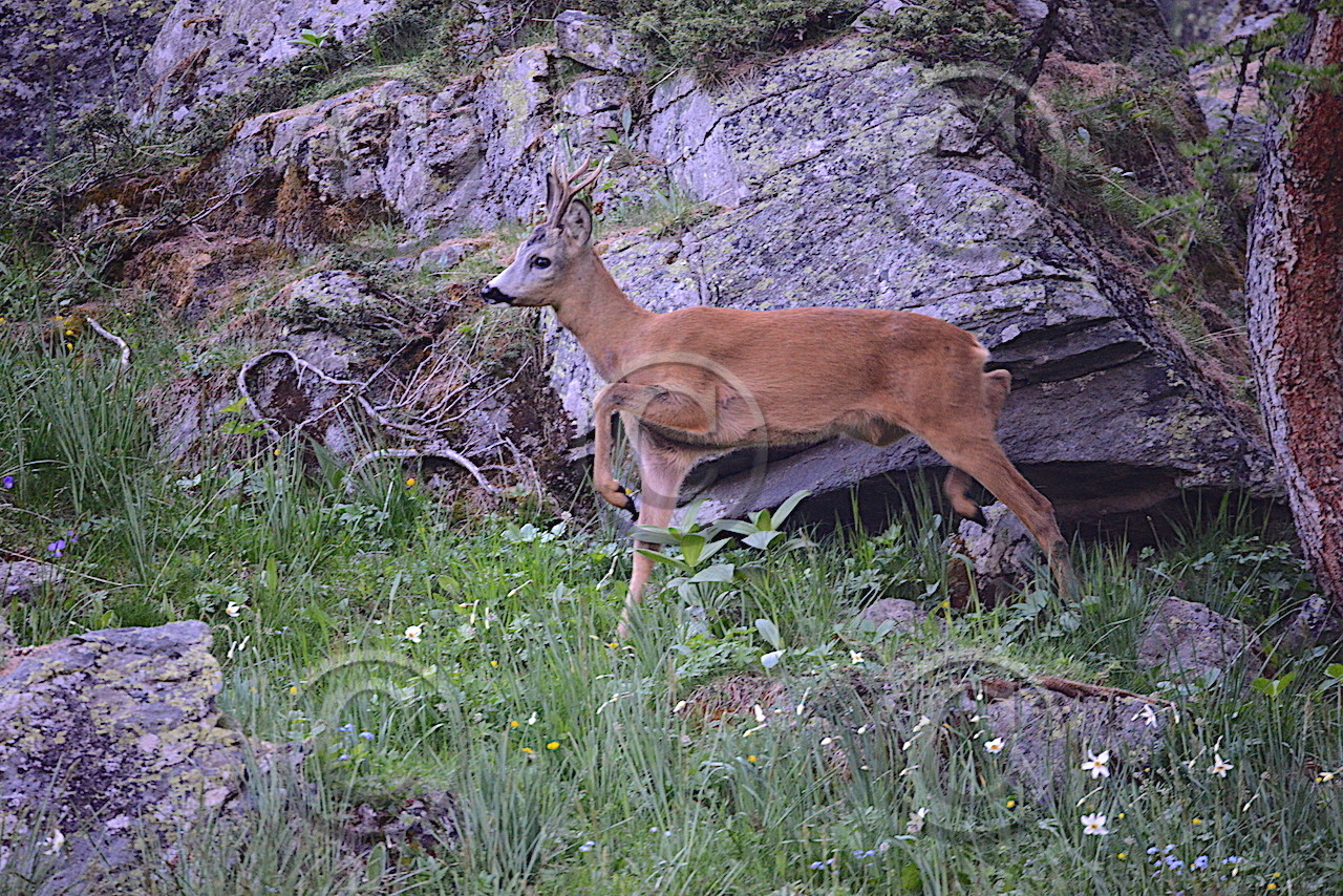 aaa_5803-copie.jpg