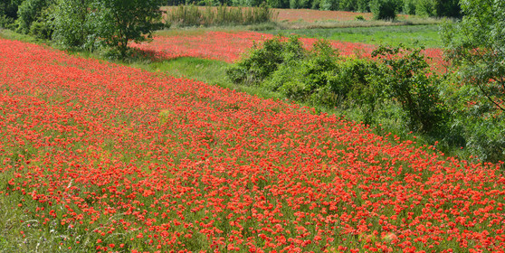 Photo de la sainte baume