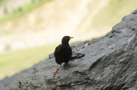 MISE A  JOUR  en cours