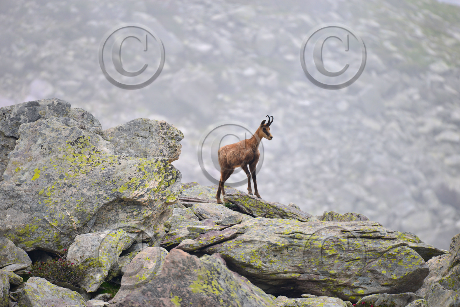 FAUNE & ANIMAUX