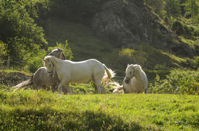 montagne haute alpes ,queyras, mercantour,alpes de haute provence,alpes maritime