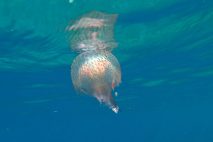 meduse
