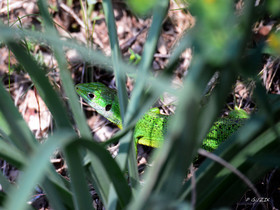 MISE A  JOUR  en cours