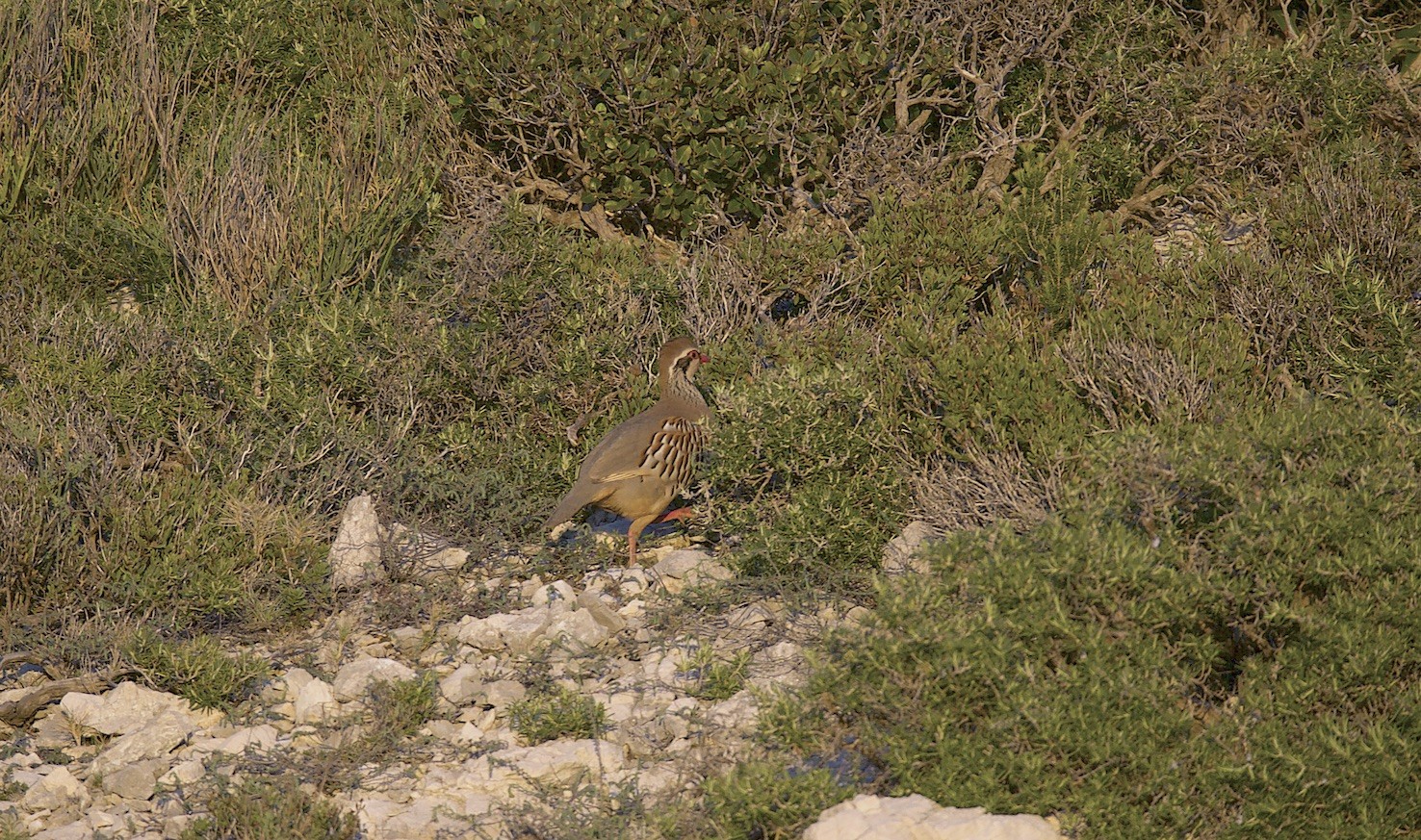 Dans les calanques ,en mars