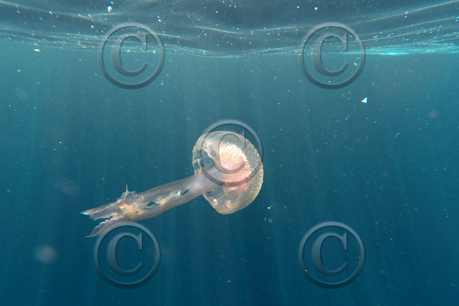 meduse