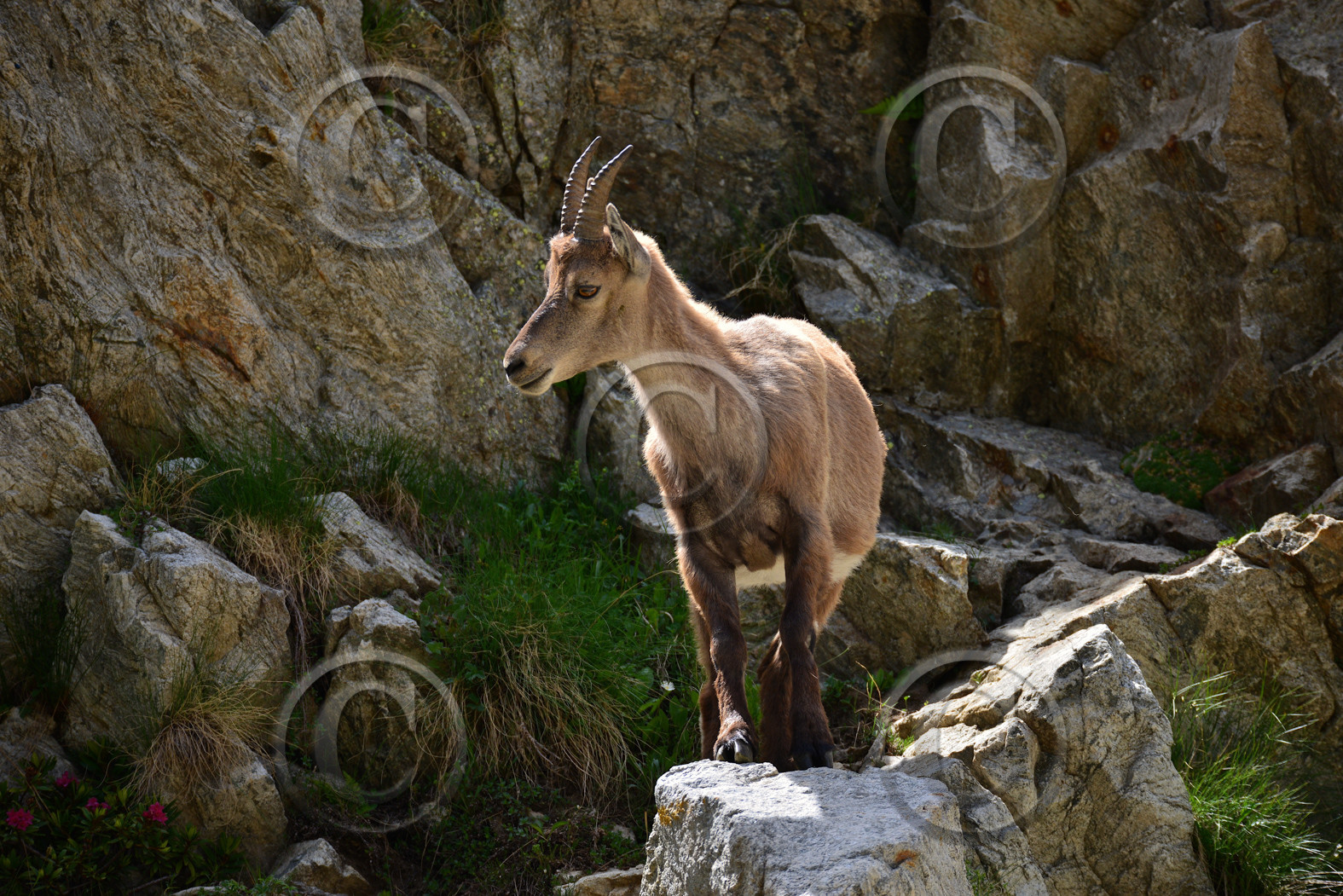 FAUNE & ANIMAUX