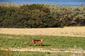 renard  des calanques