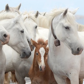 protection-chevaux-.jpg