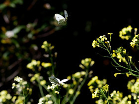 MISE A  JOUR  en cours