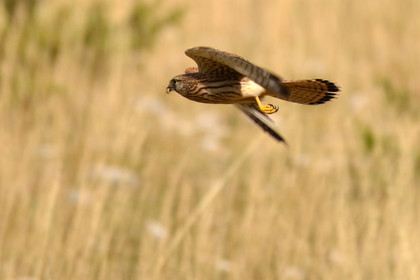 ventout-faune2-2849.jpg