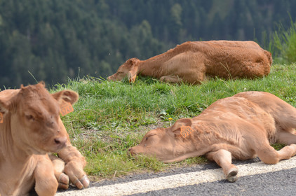 faune animaux montagne haute alpes ,queyras, mercantour,alpes de haute provence,alpes maritime