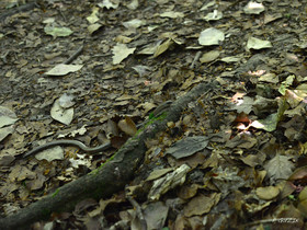 MISE A  JOUR  en cours