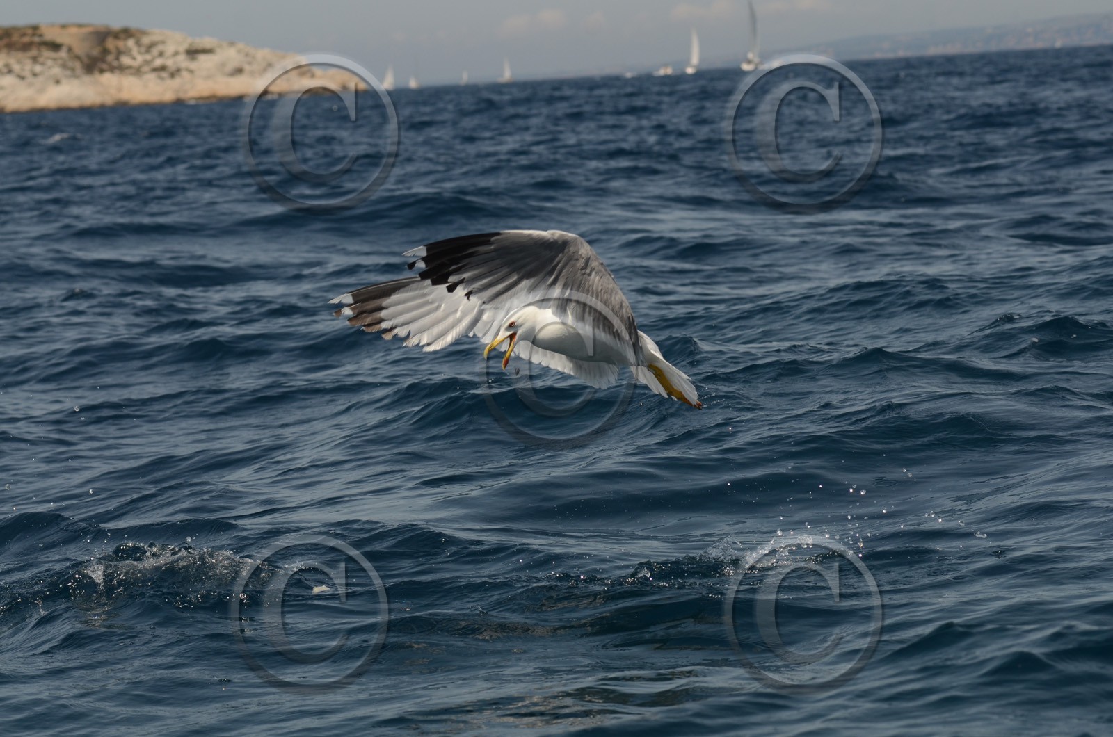 voilles-du-vieux-port-2014-2-0627.jpg