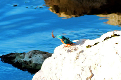 novrmbre-dans-les-calanques-calanque-martin-pecheur-n-034.jpg
