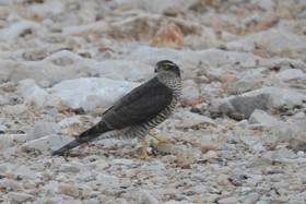 MISE A  JOUR  en cours