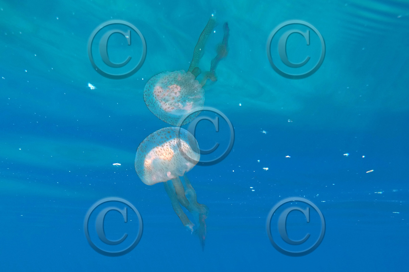 meduse