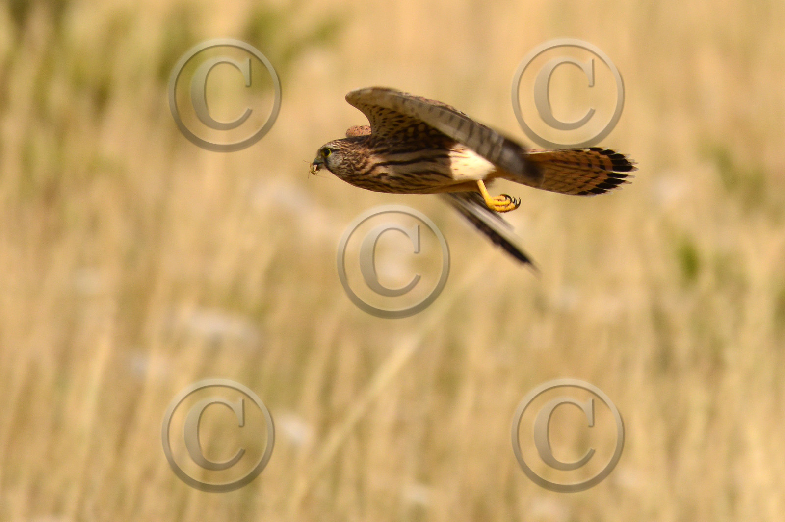 ventout-faune2-2849.jpg