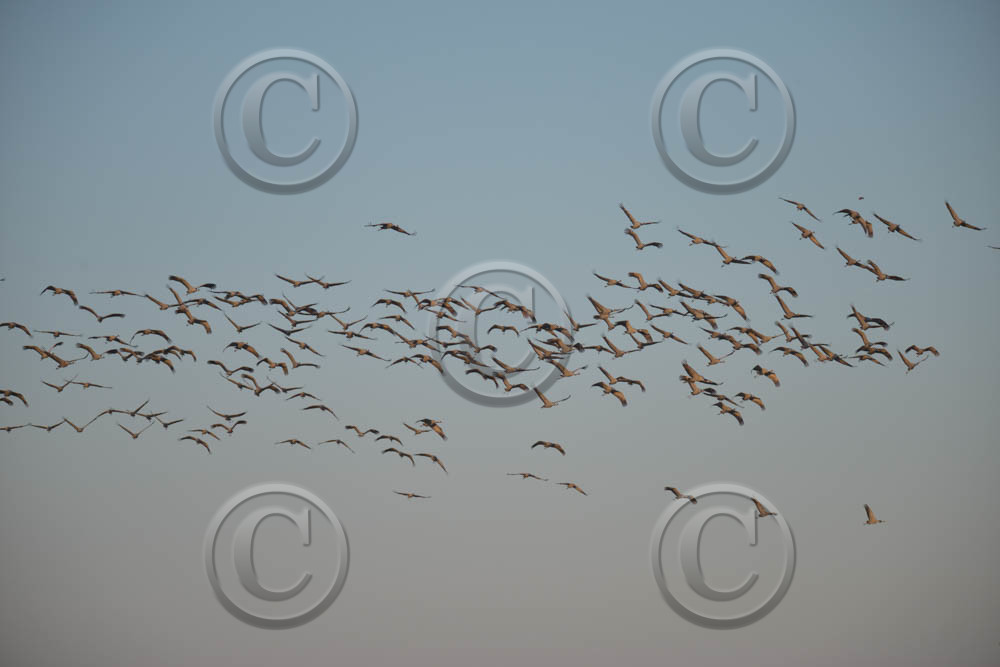 cam_2319-copie.jpg