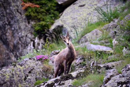montagne haute alpes ,queyras, mercantour,alpes de haute provence,alpes maritime