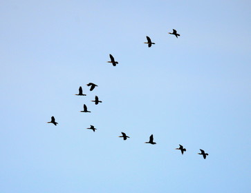 Migration